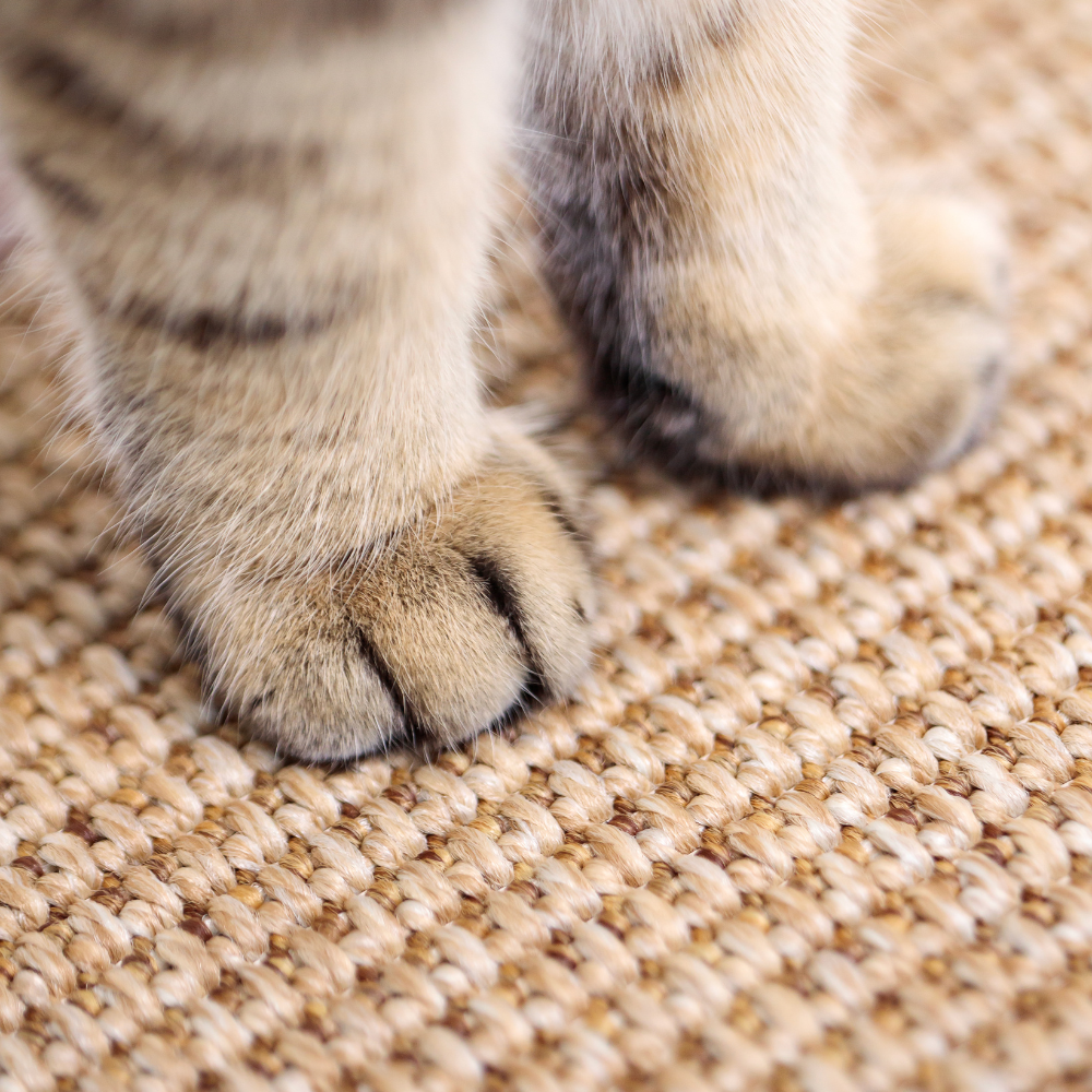 Sisal Kedi Tırmalama Tahtası